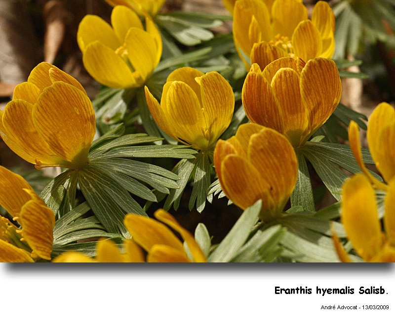 Eranthis hyemalis Salisburg. #30083