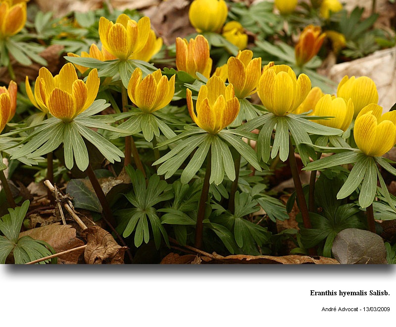 Eranthis hyemalis Salisb. #9298