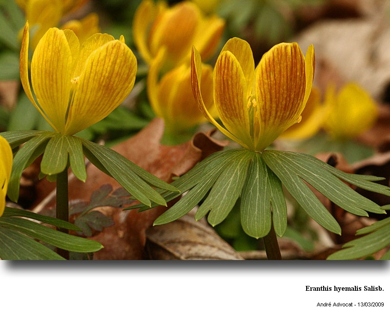 Eranthis hyemalis Salisb. #9301