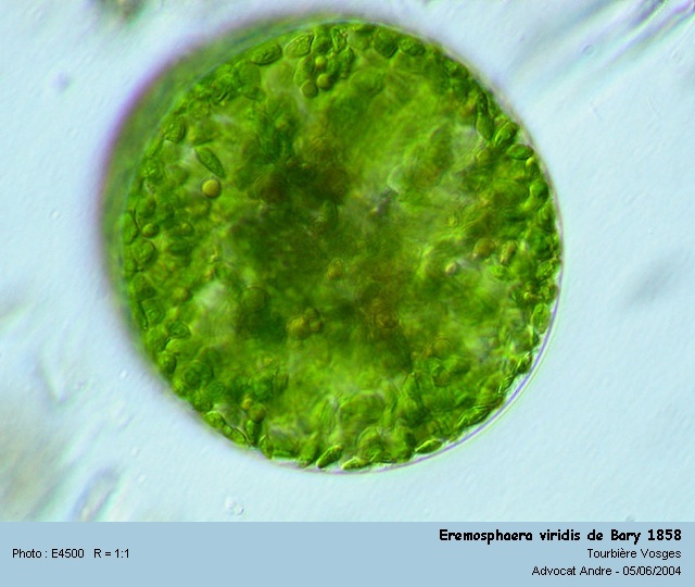 Eremosphaera viridis De Bary 1858 #818