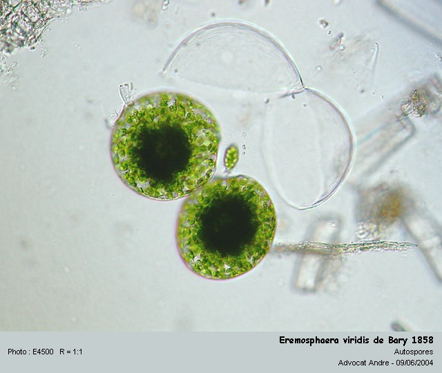 Eremosphaera viridis De Bary 1858 #819