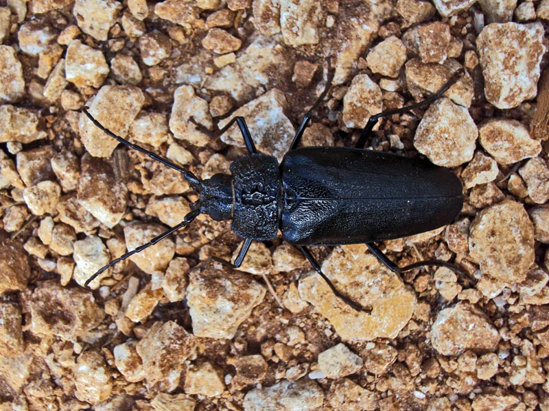 Ergates faber (Linnaeus, 1761), Cerambycidae #41808