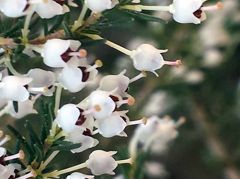 Erica arborea Linné 1753 #45997