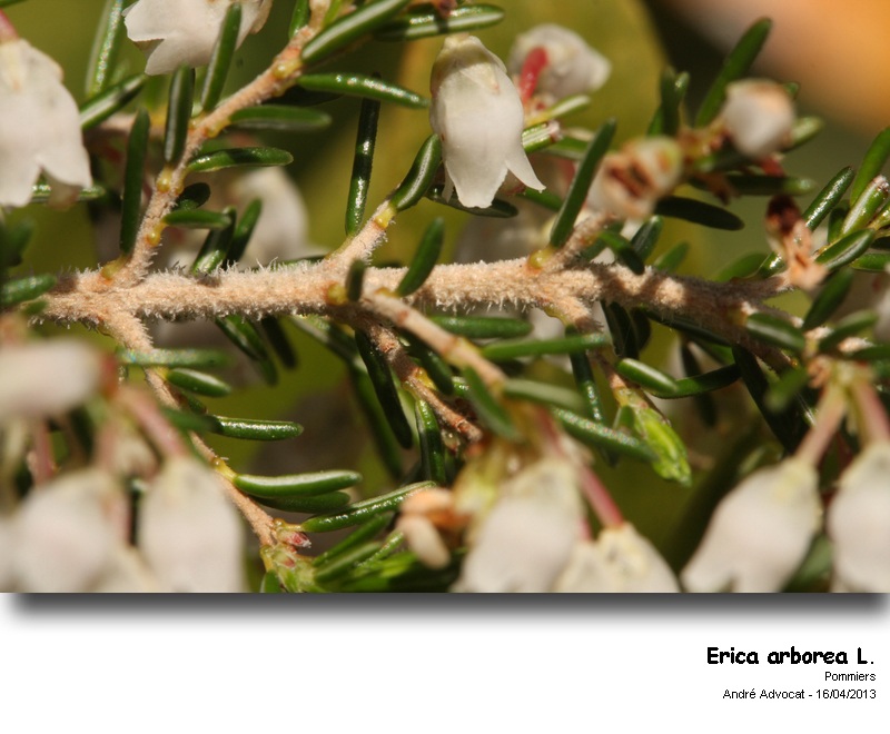 Erica arborea L.   (Bruyère arborescente) #33892