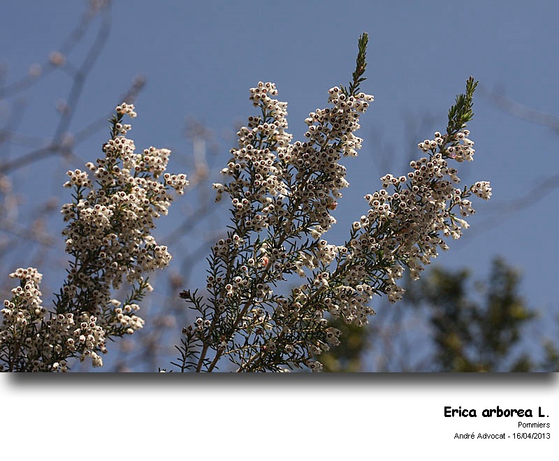 Erica arborea L.   (Bruyère arborescente) #33890