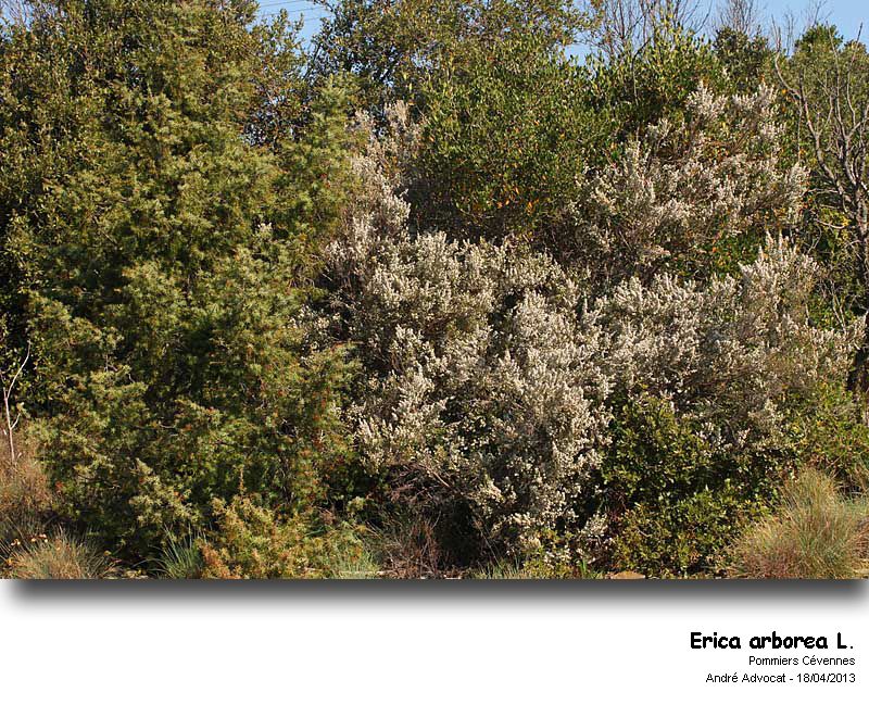Erica arborea L.   (Bruyère arborescente) #33888