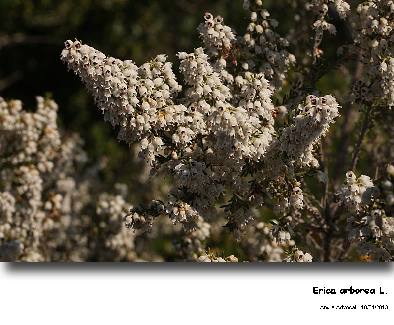 Erica arborea L.   (Bruyère arborescente) #33889