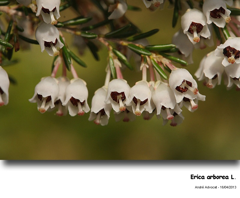 Erica arborea L.   (Bruyère arborescente) #33891