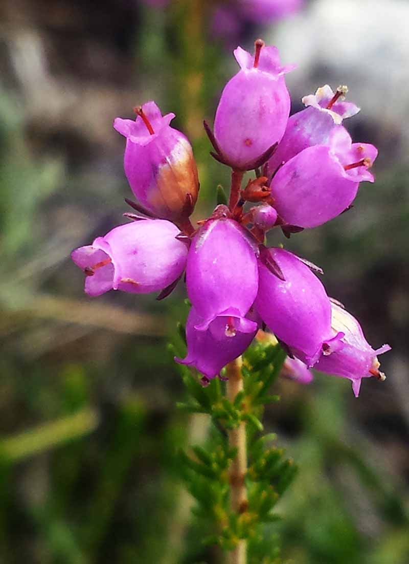 Erica cinerea #52075