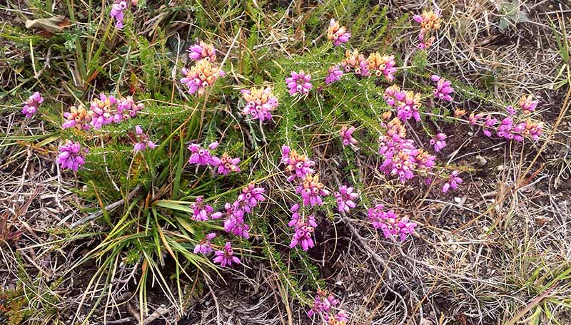 Erica cinerea #52071