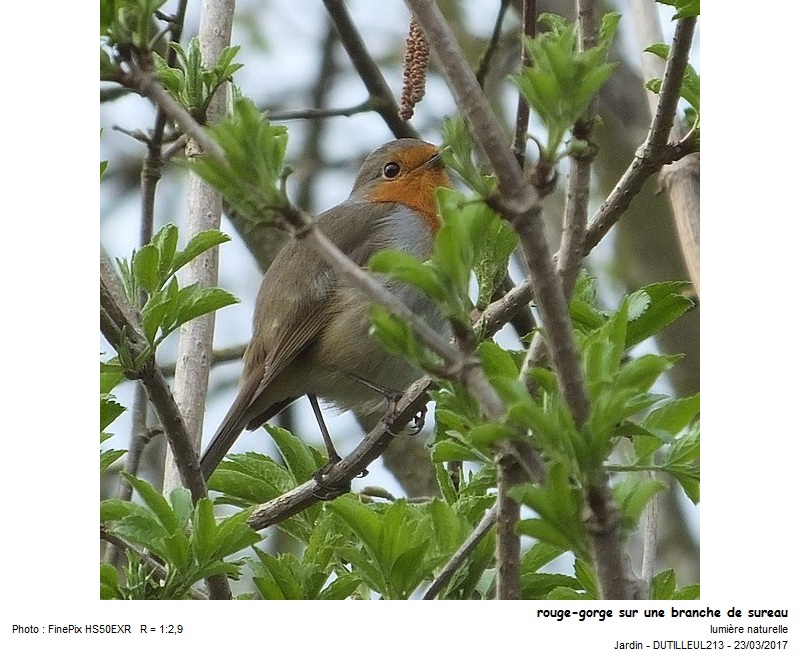 Erithacus rubecula-Rouge-gorge #49212