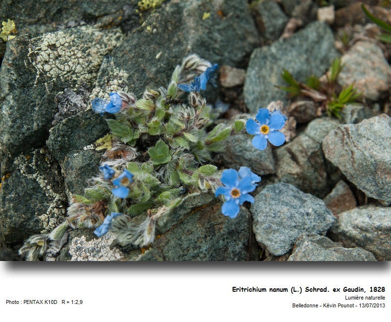 Eritrichium nanum (L.) Schrad. ex Gaudin #32691