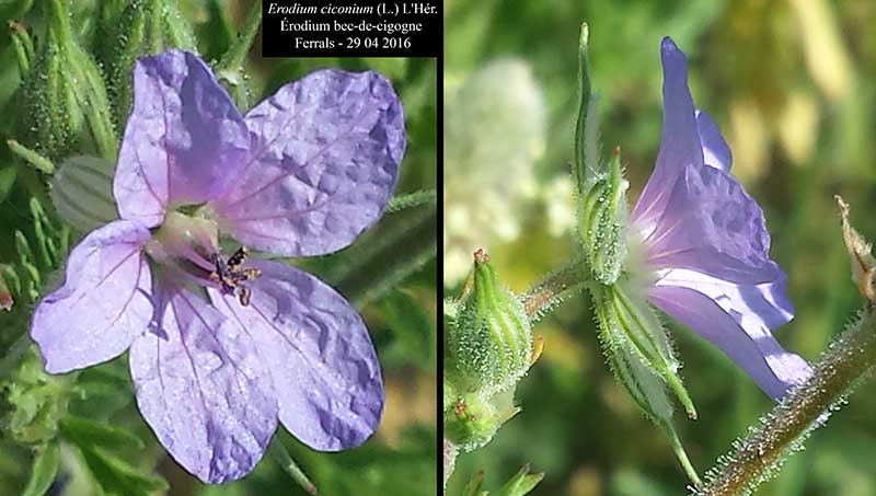 Erodium ciconium (L.) L Hér., 1789 #44995