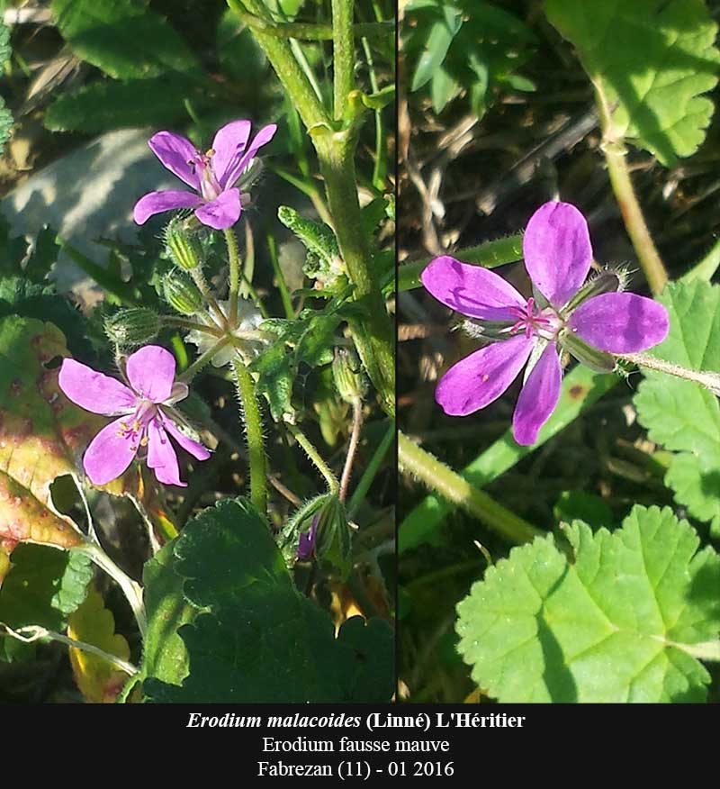 Erodium malacoides #43603