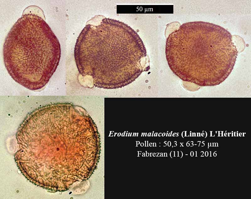 Erodium malacoides #43604
