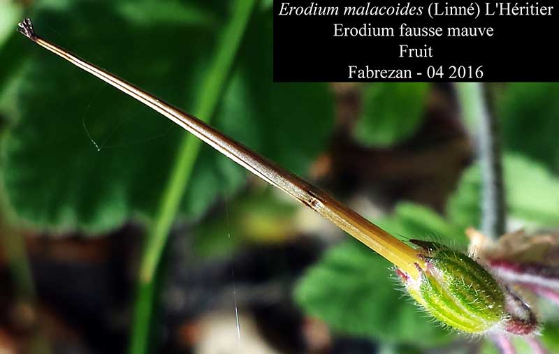 Erodium malacoides #44578