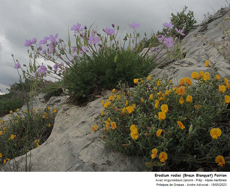 Erodium rodiei (Braun Blanquet) Poirion #74742