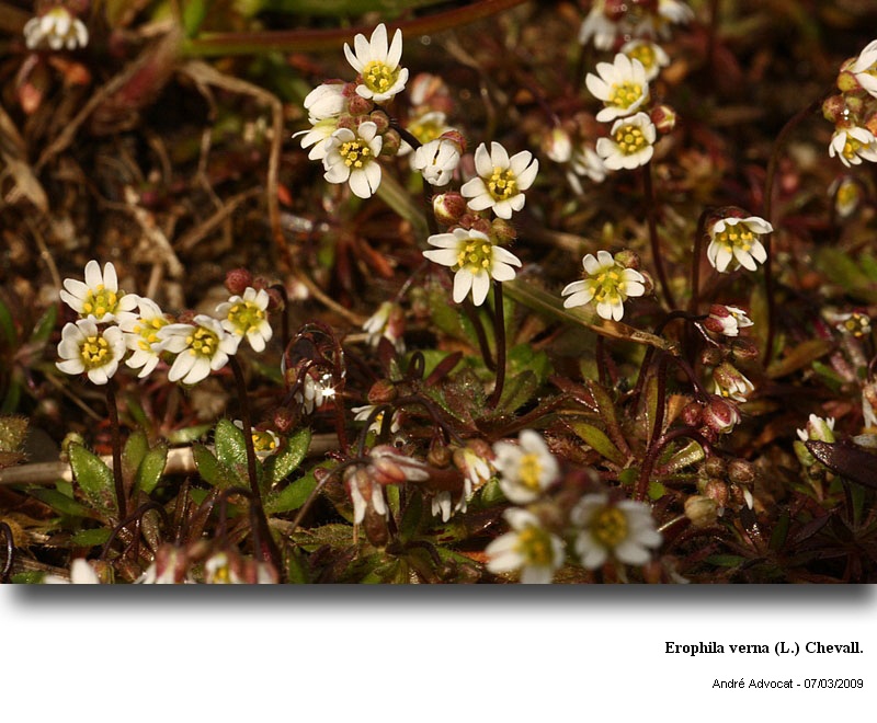 Erophila verna (L.) Chevall. #48303