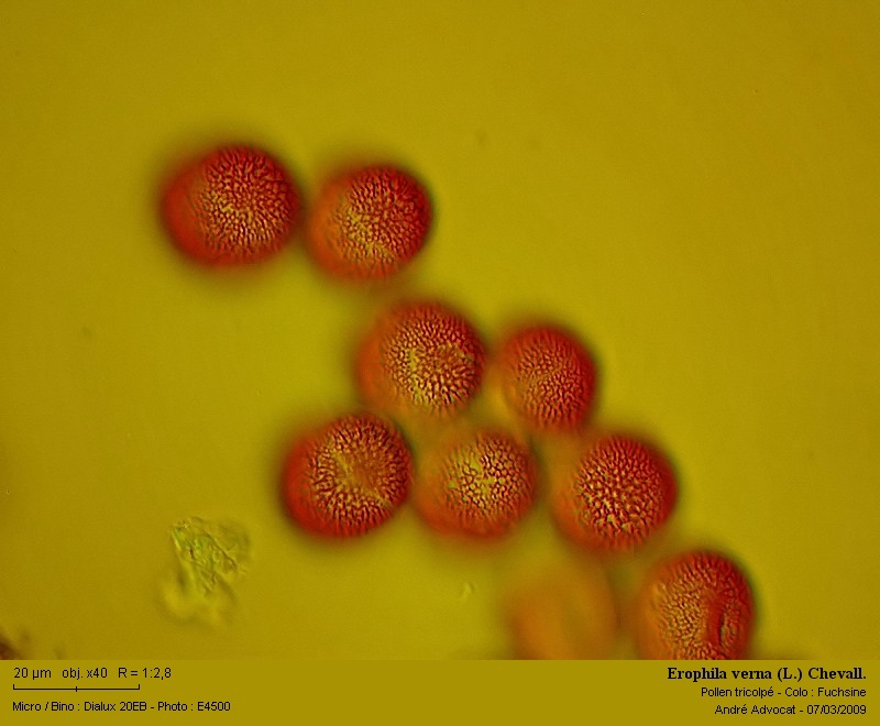 Erophila verna (L.) Chevall. #48305