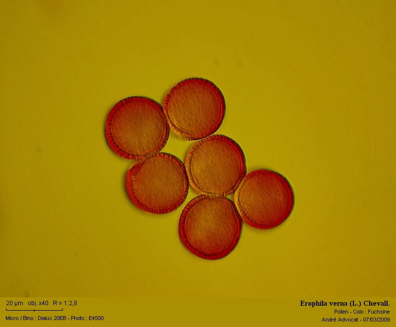 Erophila verna (L.) Chevall. #48304