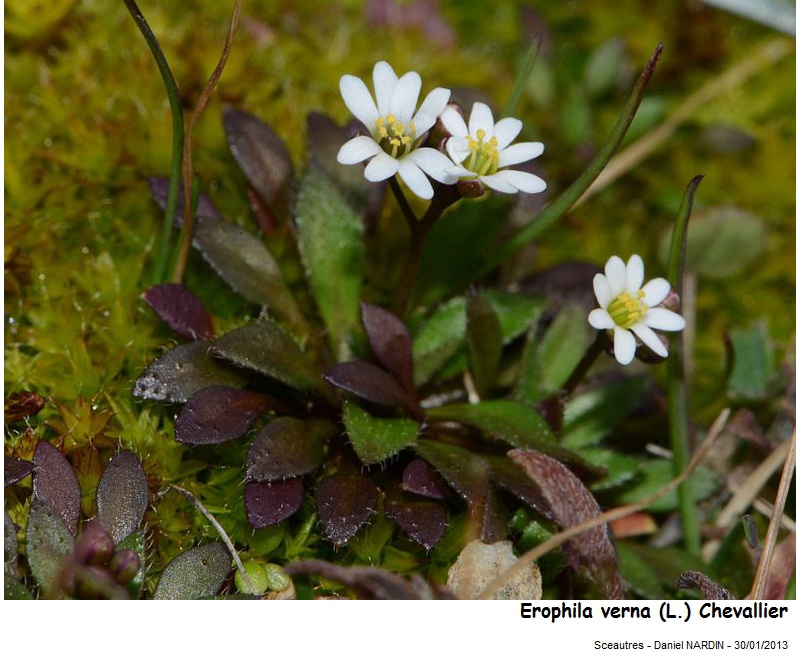 Erophila verna (L.)Chevallier #29737