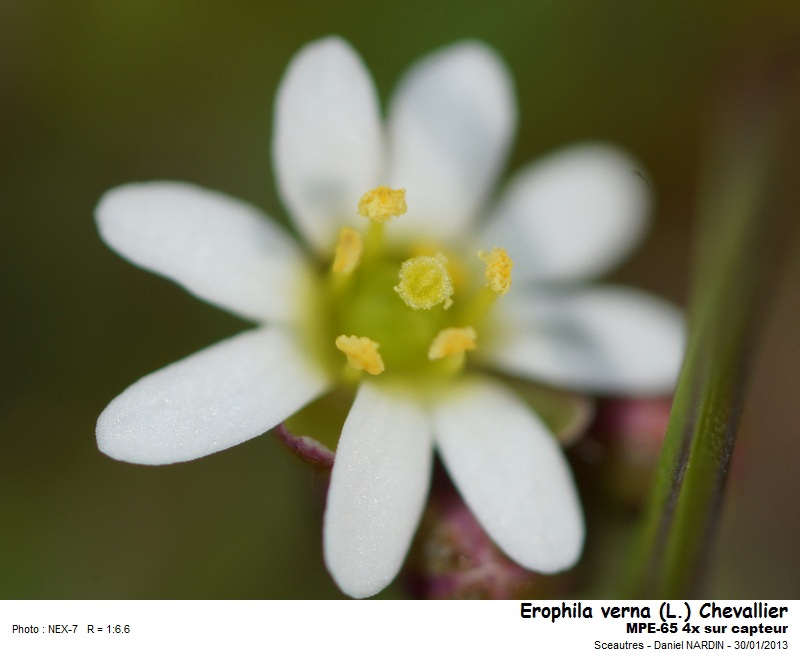 Erophila verna (L.)Chevallier #29739