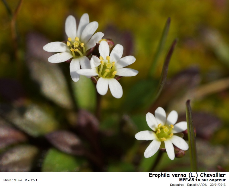 Erophila verna (L.)Chevallier #29738
