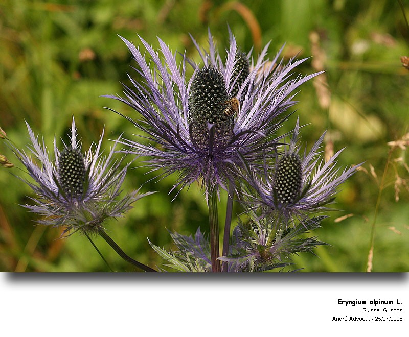 Eryngium alpinum L. (Panicaut des Alpes) #4946
