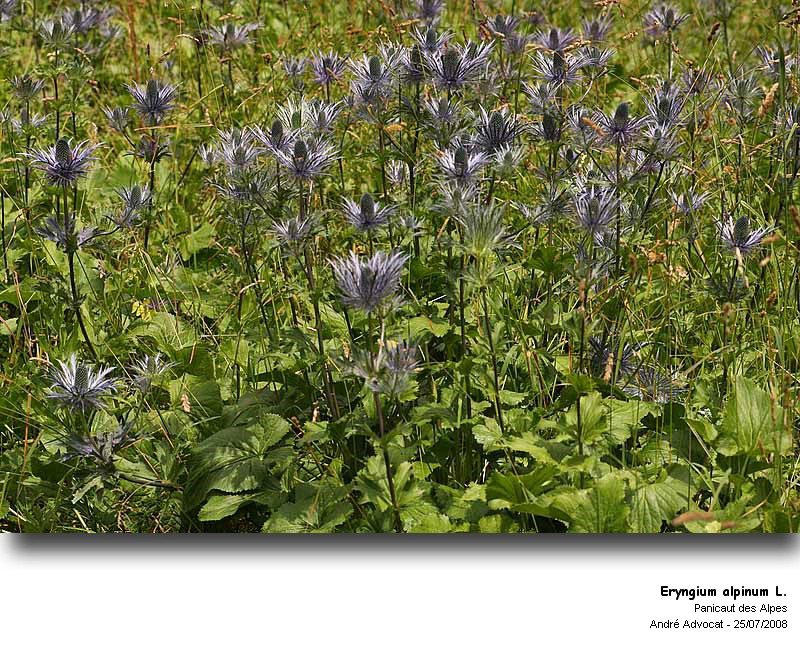 Eryngium alpinum L. (Panicaut des Alpes) #4945