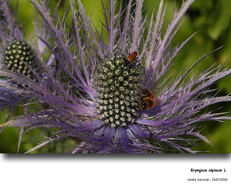 Eryngium alpinum L. (Panicaut des Alpes) #4947