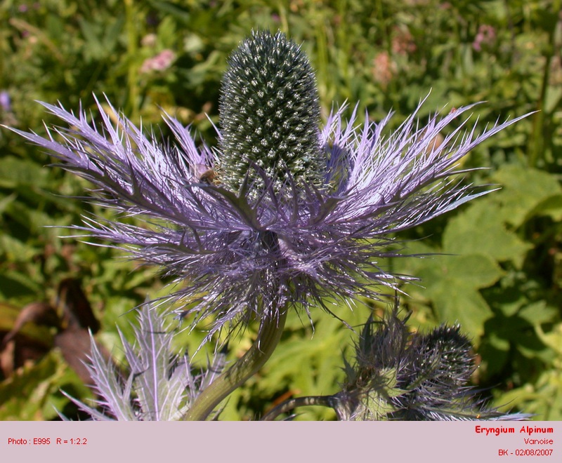 Eryngium alpinum #6537