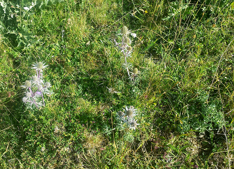 Eryngium bourgatii Gouan #54366