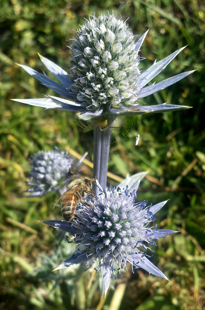 Eryngium bourgatii Gouan #54369