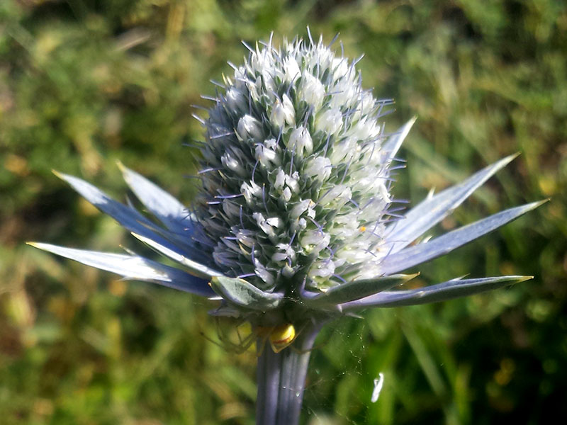 Eryngium bourgatii Gouan #54370