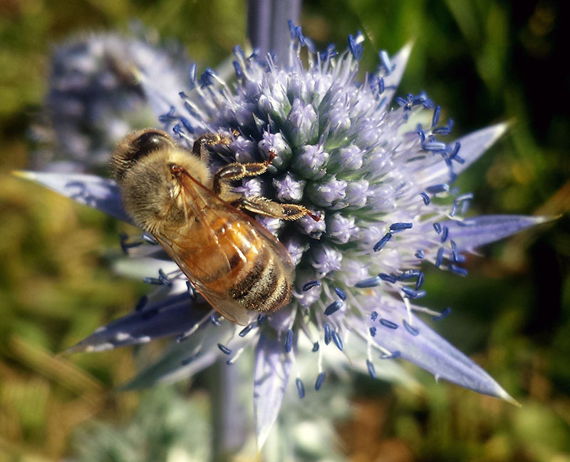 Eryngium bourgatii Gouan #54371