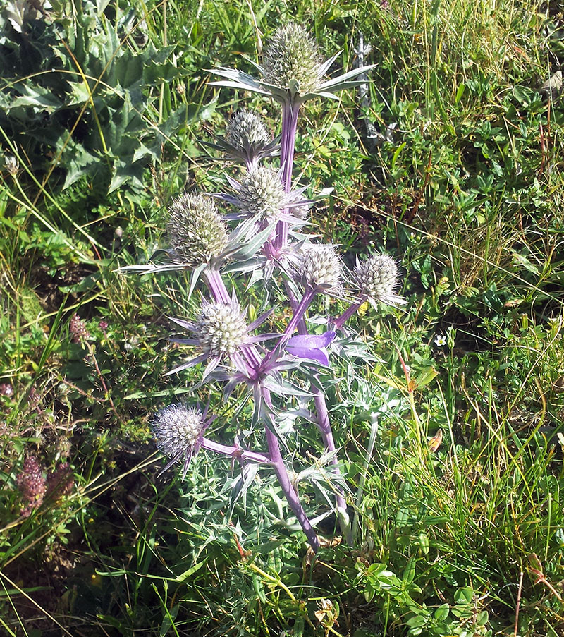 Eryngium bourgatii Gouan #54367