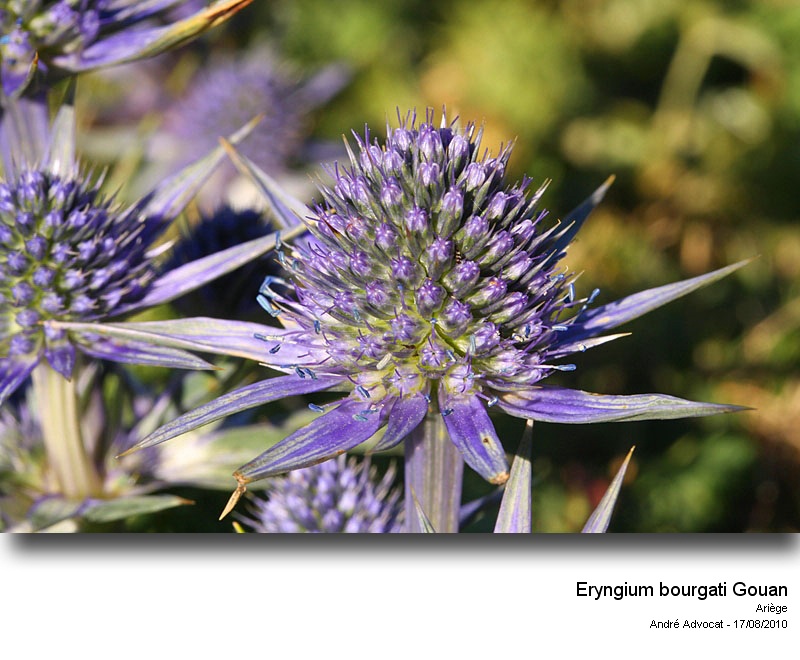Eryngium bourgatii Gouan #19325