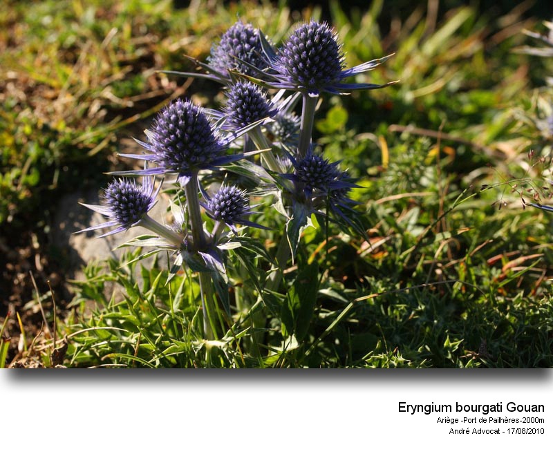 Eryngium bourgatii Gouan #19324