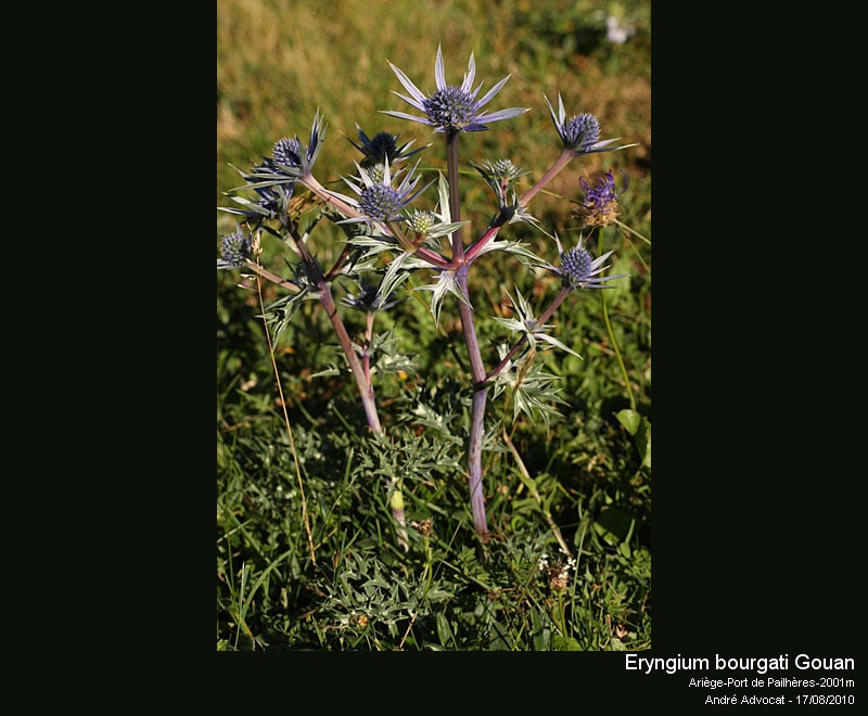 Eryngium bourgatii Gouan #19326