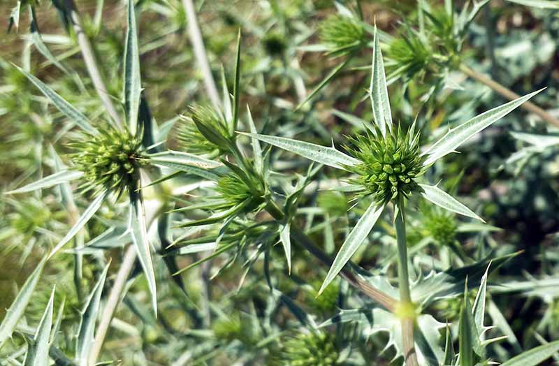 Eryngium campestre Linné, 1753 #46187