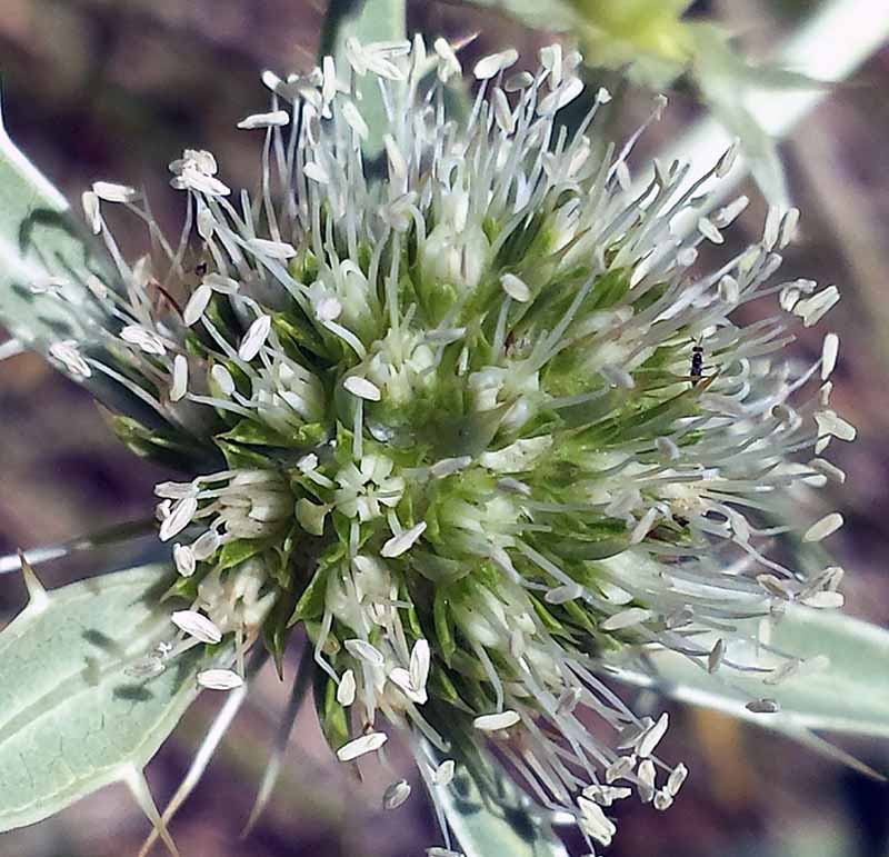 Eryngium campestre Linné, 1753 #46189