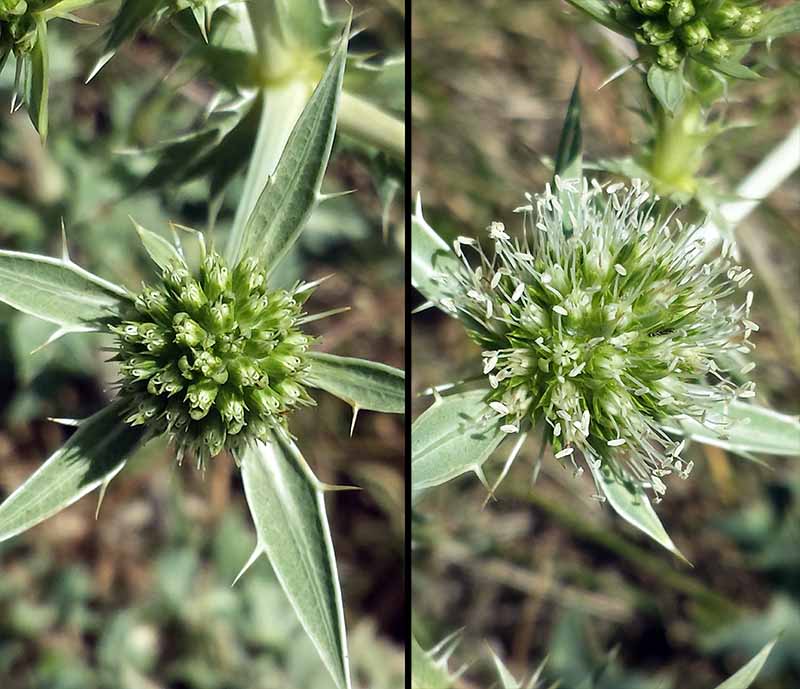 Eryngium campestre Linné, 1753 #46188