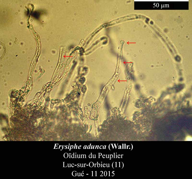Erysiphe adunca #42635