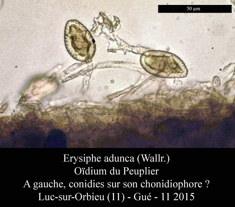 Erysiphe adunca #42637
