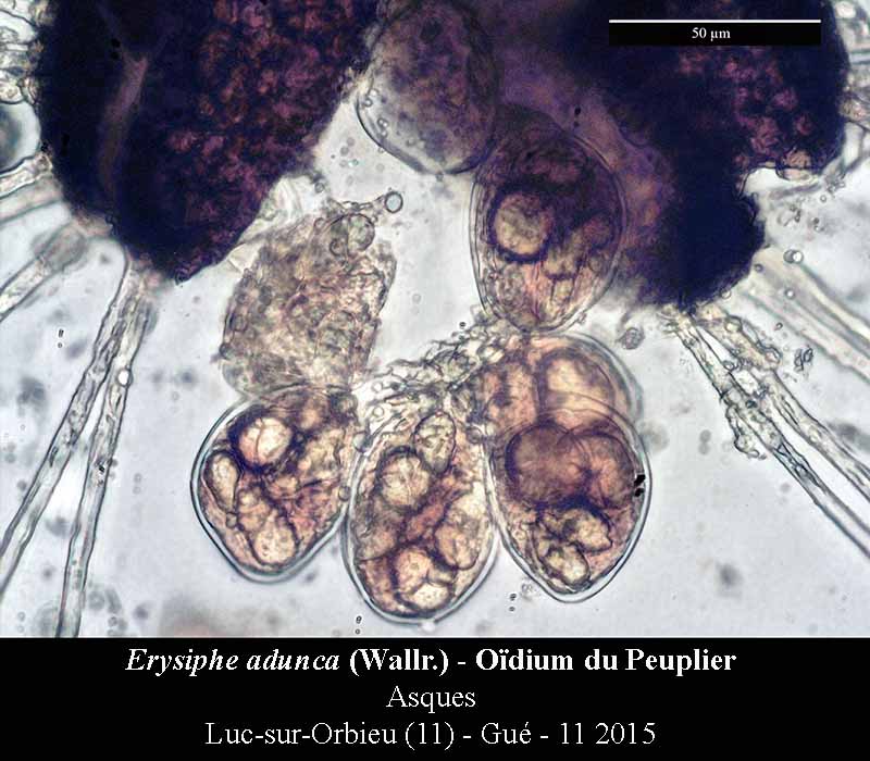 Erysiphe adunca #42642