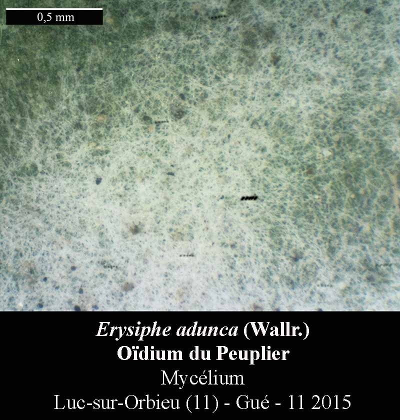 Erysiphe adunca #42634