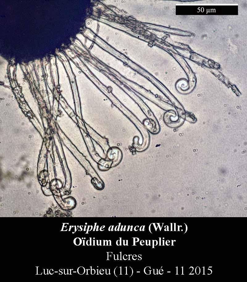 Erysiphe adunca #42641