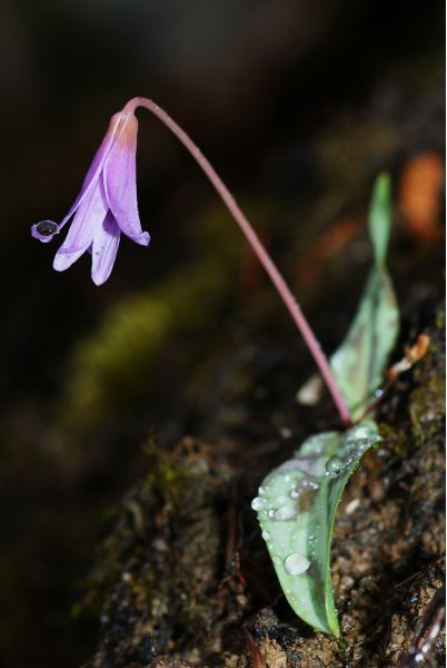 Erythronium dens-canis L. #15421
