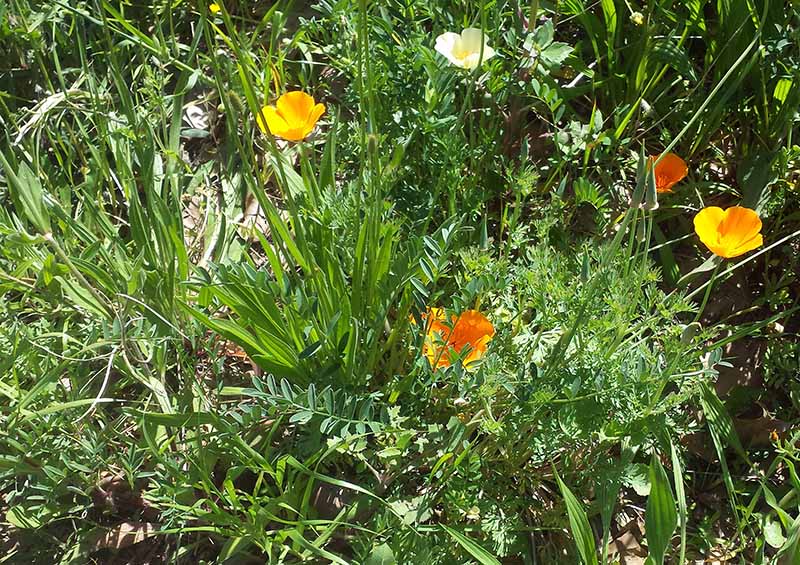 Eschscholzia californica #49837