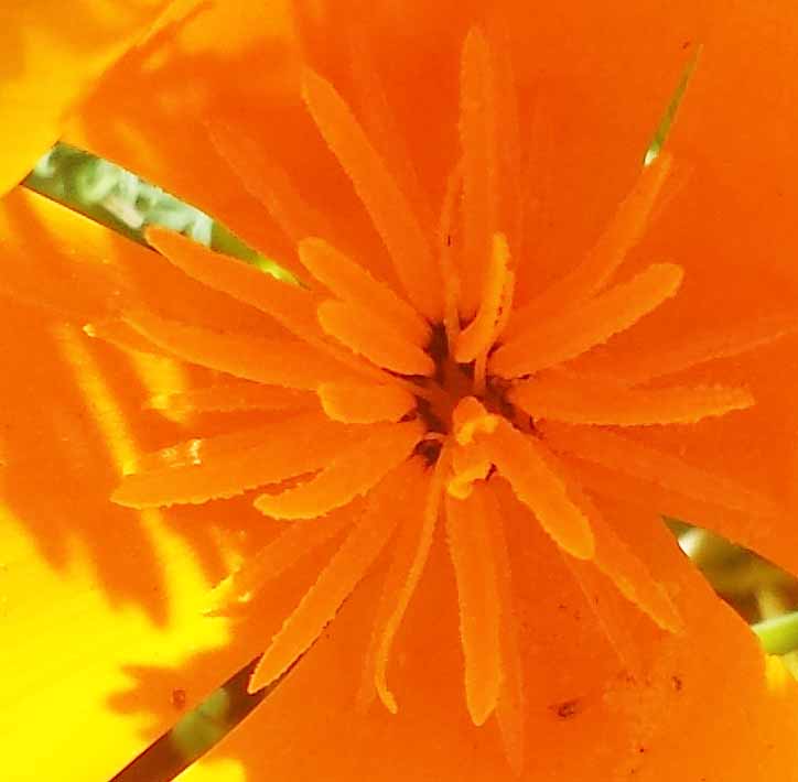 Eschscholzia californica #49841